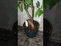 Day 27: Overview of Ficus Bonsai Retusa Goes Viral! #chill #plantcare #ficusbonsairetusa