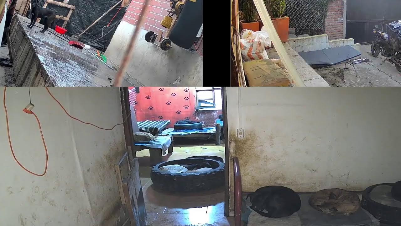 Transmisión en vivo de moto huellitas