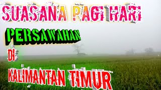 SUASANA PAGI HARI || PERSAWAHAN KALIMANTAN TIMUR #kalimantantimur