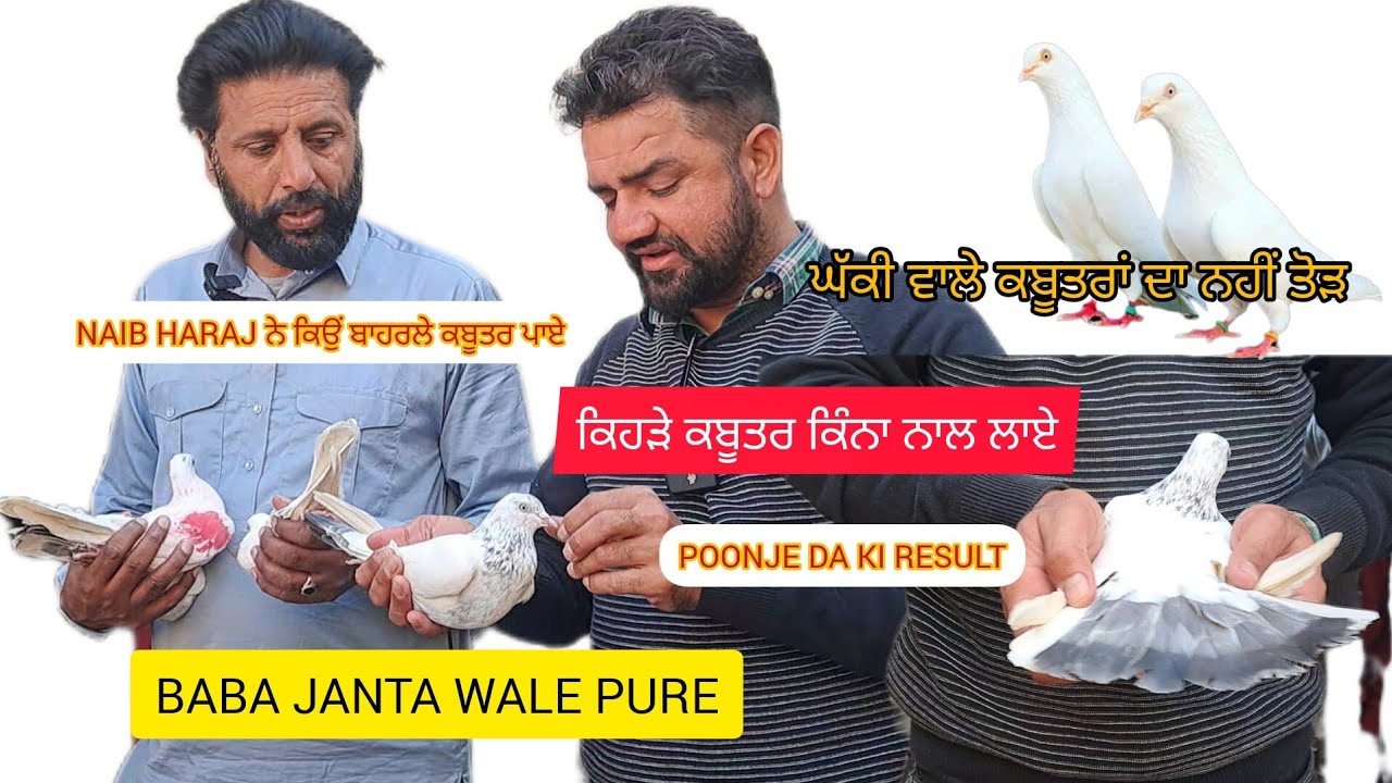 NAIB HARAJ GHAKI TE JANTE WALE PURE ਕਿਹੜੇ ਗੁਣ ਕਬੂਤਰ ਵਿੱਚ ਤੇ ਕਿਵੇਂ ਲੱਗਦੇ ਜੋੜੇ ਨਸਲ ਦੀ ਪਰਖ ਕਬੂਤਰ ਦੇਖੋ