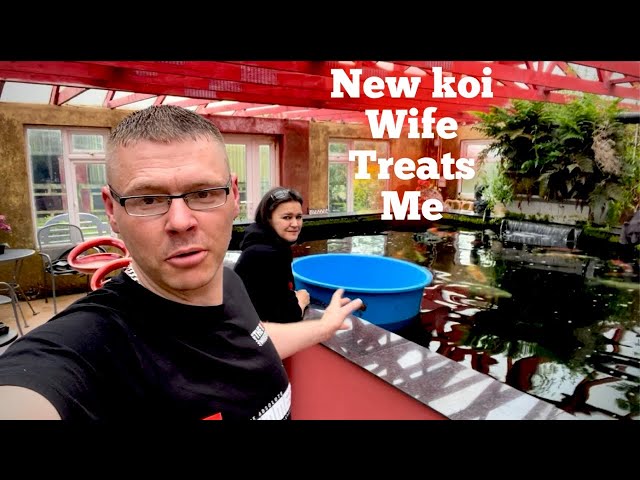 MY WIFE BROUGHT ME A BRAND NEW KOI FOR MY BIRTHDAY **A VERY special koi** class=