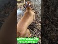 PROTECTIVE DOG PITBULL LOL