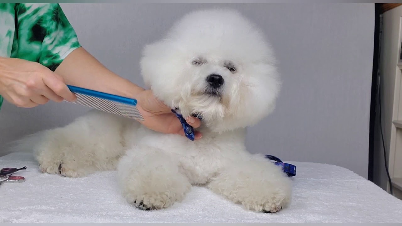 How to trimm your dog face at home YouTube