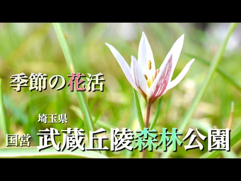 Spring Flower Arrangements] March: We arranged flowers at