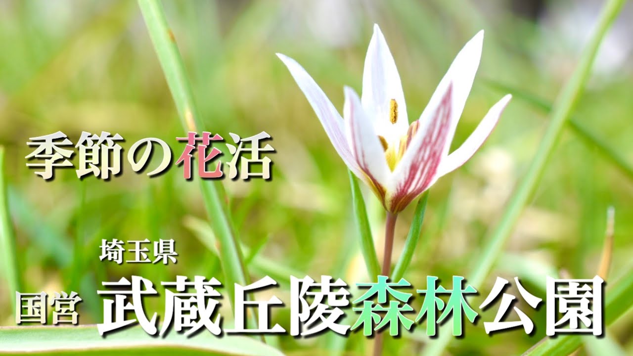 Spring Flower Arrangements] March: We arranged flowers at