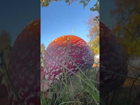 Amanita Muscaria |