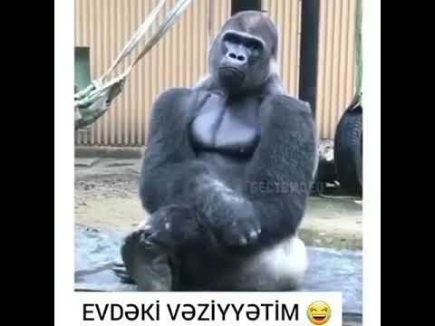 Evdeki veziyyetim