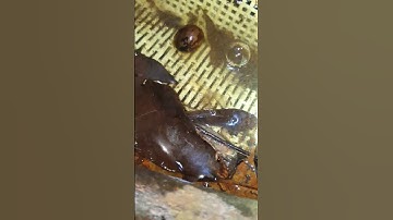 Truy tìm cá lóc vay xanh ở ruộng #shorts