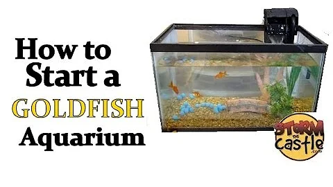 How to start a goldfish aquarium - DayDayNews