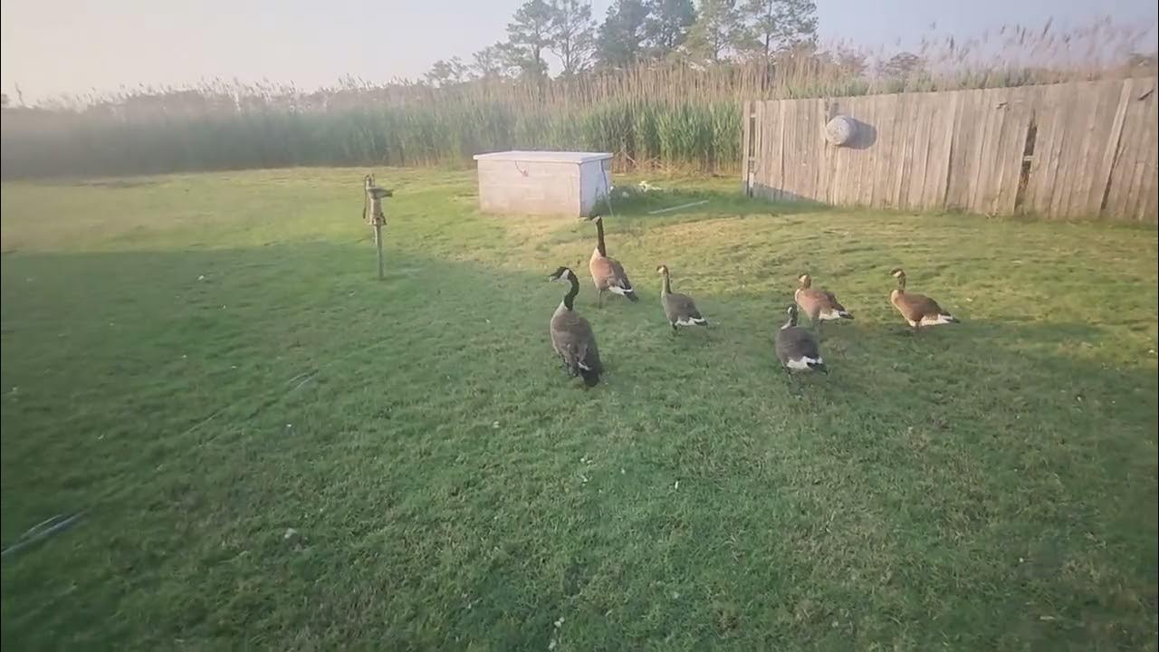 2740 Toddville Rd, Toddville, MD 21672(2) YouTube