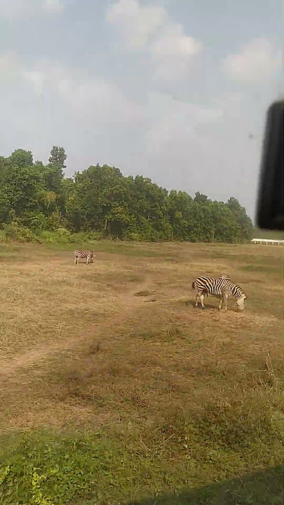 Zebra safari