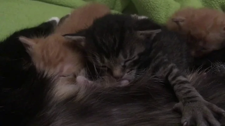 David Valla's kittens at 17 days