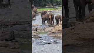 This Is Why We Travel 🐘🌎 Pure Connection to Nature. #ElephantMagic #TravelGoals #BucketListMoments