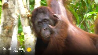 Orangutan Uses Acrobatic TreeHopping to Get Food  Orangutan Jungle School | Smithsonian Channel