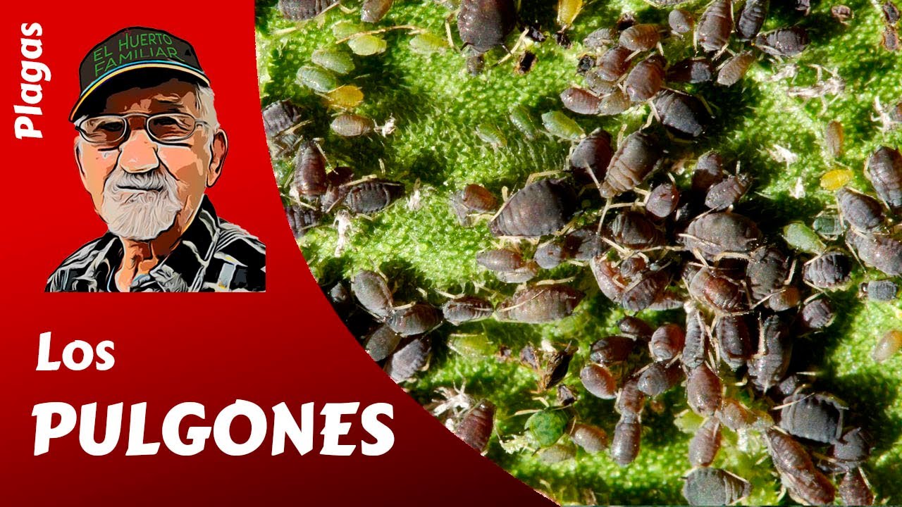 𝗟𝗢𝗦 𝗣𝗨𝗟𝗚𝗢𝗡𝗘𝗦: como combatir la plaga de pulgón