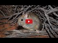 Vulnerable Greater Stick-nest Rats released at Mallee Cliffs National Park (NSW)