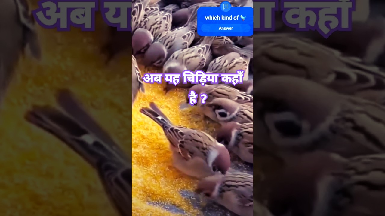 Are Viral Bird Trends Just a Scam? 