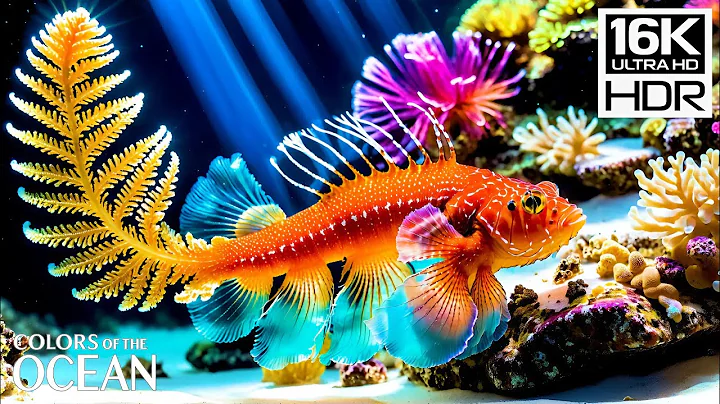 16K HDR | Beneath the Blue – Dive Into Coral Beauty & Tranquil Marine Life