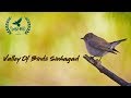 Valley of Birds Sinhagad. birding at sinhagad Pune INDIA