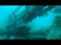 Shrimp Boat dive near Clearwater, Florida