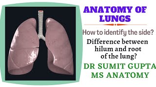 ANATOMY OF LUNGS