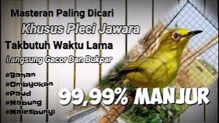 Apapun plencinya Akan Langsung Nyaut dan Merespon dengan masteran Pleci ngotot ini #suara pleci#