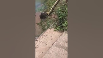 Untung ada yang nolongin, Anjing ini hampir mati dililit ular di danau #shortvideo