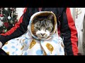 ふわもこのブランケットにご満悦なリキちゃん☆超高画質！猫の寝ている様子をEOSRで撮影☆ジョーシンのプードルボアリラックマブランケット【リキちゃんねる・猫動画】キジトラ猫との暮らし