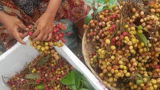 Korlan Nephelium Hypoleucum