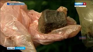 В Чувашии проведут профилактическую иммунизацию диких животных от бешенства В Чувашии проведут профилактическую иммунизацию диких животных от бешенства