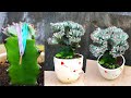 Cách ghép xương rồng  Euphorbia Lactea | Grafted Euphorbia Lactea Cristata