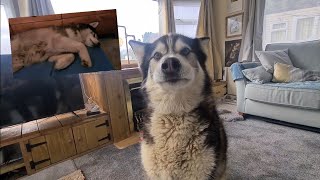 Husky denies it was him until he's shown evidence!