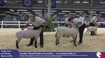 The 2024 Royal Sheep Show: Trophy Classes