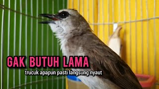 trucukan gacor ROPEL PANJANG buat pancingan trucukan agar bunyi JADIKAN burung trucuk gacor NYAUT