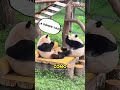 La Criatura Más Torpe del Mundo PANDA 🐼😂