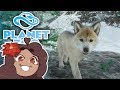 Birth of a WOLF CUB in the Ice Caves!! 🐏 Planet Zoo: Ice Ice Outpost • #13