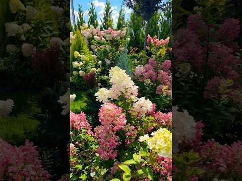 Гортензия Даймонд Руж (Diamant Rouge) #gardenplants #цветы #сорт #сад #гортензии #flowers #shorts