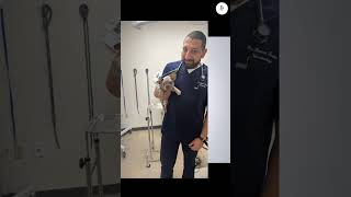 Union Vet 24 Hour Emergency Vet & Animal Hospital in Bayside, Queens & Oakland Gardens NY