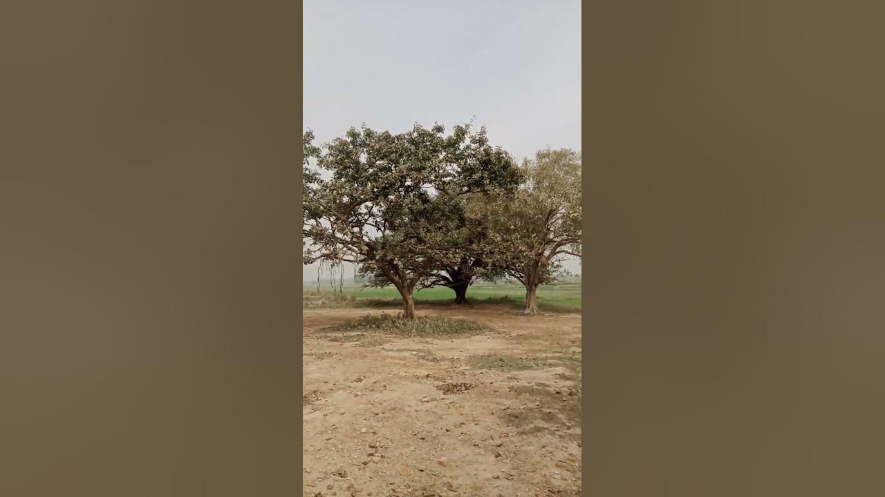 1000-years-old-bargad-ka-ped-youtube
