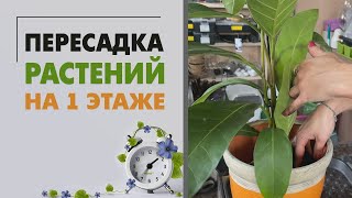 видео: Масштабные пересадки растений на 1 этаже после ремонта картинка: Масштабные пересадки растений на 1 этаже после ремонта