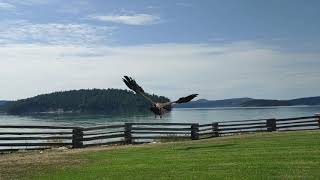 Bald eaglet released