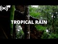 Jungle Rain on Tin Roof Shed in Rainforest | Relaxing Rain Sounds for Sleeping &amp; Insomnia