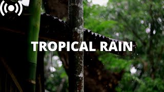 Jungle Rain on Tin Roof Shed in Rainforest | Relaxing Rain Sounds for Sleeping & Insomnia