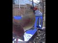 Female Northern Cardinal and a house finch. Juncos are on the live stream today - come check it out