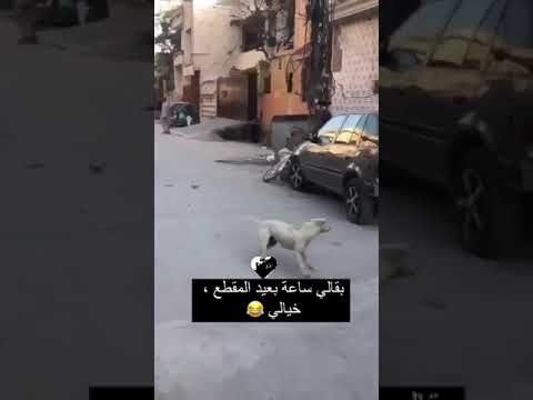 بقالي ساعة بعيد الفيديو من الضحك