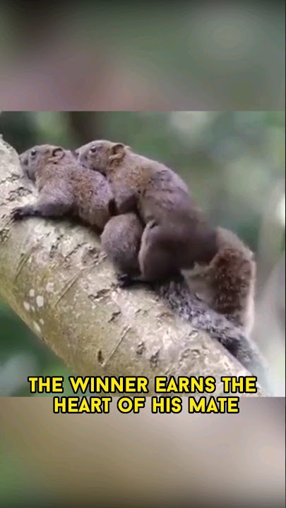 Tupai dan perkawinannya hidup #pendek