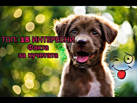 ТОП: 15 ИНТЕРЕСНИ факта за кучетата