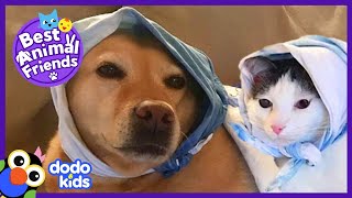 Lars The Cat Won't Stop Kissing His Dog Sister | Animal Videos For Kids | Dodo Kids