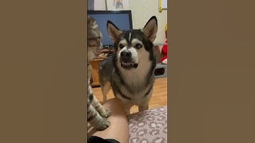 Dog Gets Jealous When Cat Steals Its Snack 😂