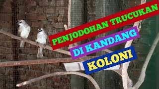 PENJODOHAN BURUNG TRUCUKAN DI KANDANG KOLONI